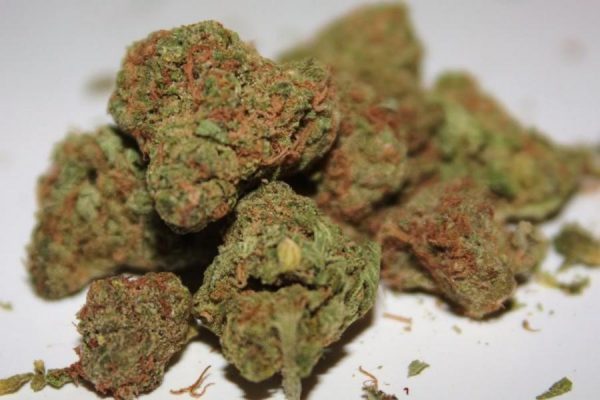 Buy Cat Piss weed strain online